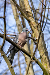 Common Wood Pigeon (Columba palumbus) &ndash; Western Palearctic, often in parks & woodlands