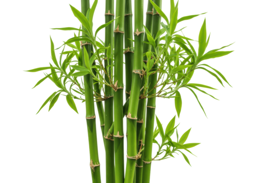 Vibrant green bamboo stalks with fresh leaves on clear. Cut out PNG