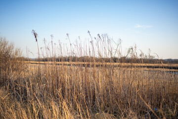 Obraz premium 青空と冬の枯れ草