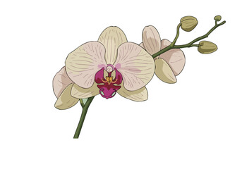 Fototapeta premium Elegant orchid illustration, Singapore's floral pride. Soft pastel colors, detailed botanical art. Perfect for design, branding, and nature themes.