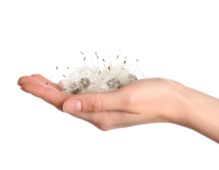 hand holding a seashell isolated on white
