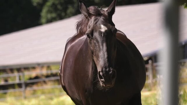 Warmblood horse in a paddock, black horse with star