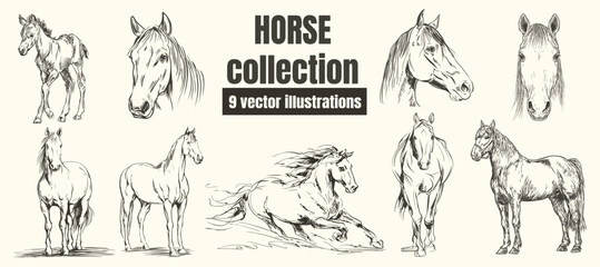 Hand-Drawn Illustration of a Horse – Vintage Black and White Farm Animal Vector Sketch Collection