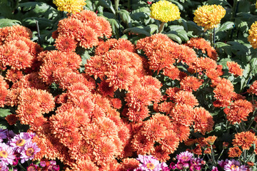 Beautiful blooming Chrysanthemums.