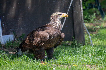 Juvenile Bald Eagle (Haliaeetus leucocephalus) Wildlife Photography on Grass in Captivity