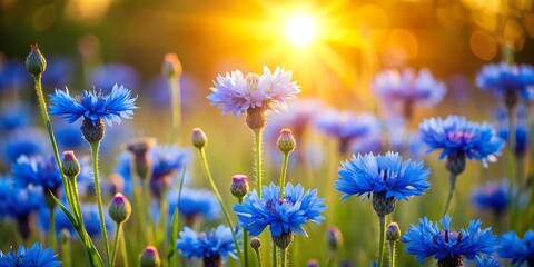 Fototapeta premium Closeup of blue cornflowers in a field with bright sunlight