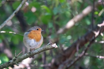 portrait of a Robin red breast Erithacus rubecula perched in a tree