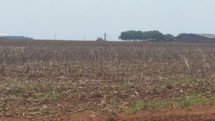 Fototapeta premium soybeans plantation 