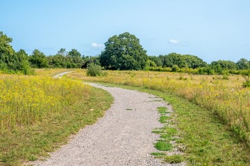 footpath through wildflowers in The River Hamble Country Park Hampshire England