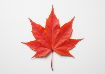Fototapeta premium An isolated vibrant red maple leaf symbolizes the colorful essence of autumn's fall season