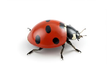 Fototapeta premium A macro closeup of a small, cute ladybug insect with red and black spots on a white background