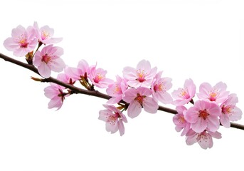 Fototapeta premium A beautiful pink cherry blossom branch with delicate flowers in full bloom against a white background, perfect for a spring floral design