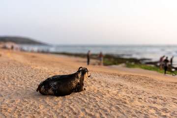 Sacred Cow Resting on the Sand at Anjuna Beach, Goa, India