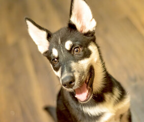 A portrait of a husky puppy