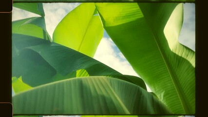 Banana plant leaves at sunset, tropical palm trees in summer sun light, vintage retro 8mm film frame look, old retro 8mm film frame look - Powered by Adobe