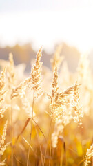 Gräser im Sonnenlicht 