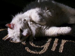 White domestic cat sunbathing