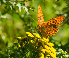 Kaisemantel-Schmetterling auf einer Bl&uuml;te