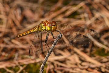 Große Heidelibelle auf einem Zweig