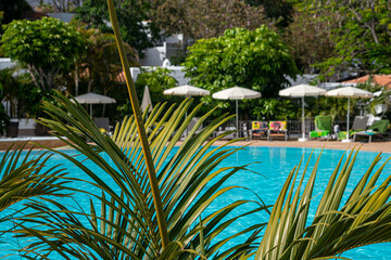 A leafy palm tree is in front of a pool with umbrellas and lounge chairs. The scene is relaxing and inviting, perfect for a day of lounging by the pool
