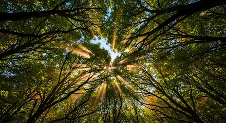 Obraz premium Sunlight streaming through the trees in a lush green forest canopy