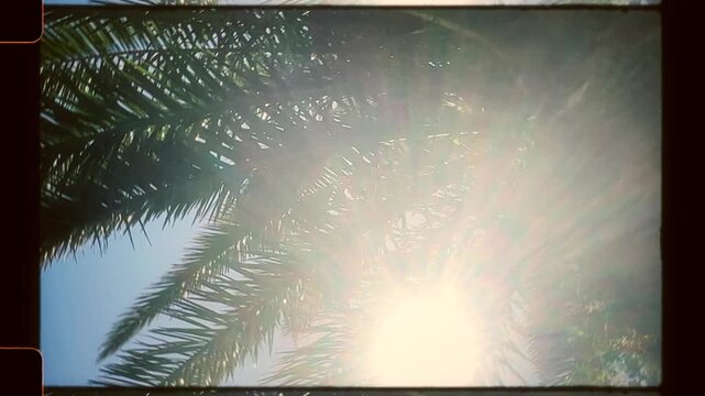 Palm leaves at sunset, tropical palm trees in summer sun light, vintage retro 8mm film frame look, handheld super 8 with sprocket