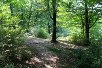 Obraz premium Forest trail surrounded by dense green trees and bushes, with sunlight filtering through the leaves. The natural path invites exploration and connection to nature.