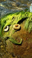 the character's head is made of green moss in the form of hair and stones in the water by the sea 