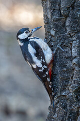A woodpecker pecking a tree, looking sideways at its surroundings, captured in a dynamic moment in nature.