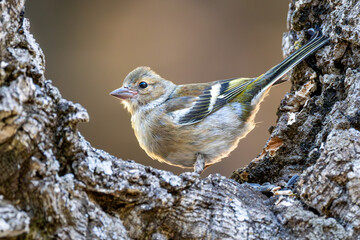 Common sparrow framed by a curved stem, looking intently ahead. Captures a natural and focused...