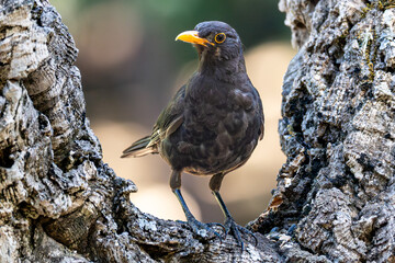 Common blackbird framed by a curved branch, perched calmly. The natural composition highlights the...