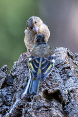 Two common sparrows perched on a branch, interacting as one feeds the other. A tender and natural display of wild bird behavior captured in a peaceful moment.