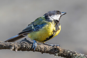 Close-up of a great tit perched on a branch, basking in the warm sunlight. A calm and detailed portrait of this wild bird enjoying a peaceful natural moment.