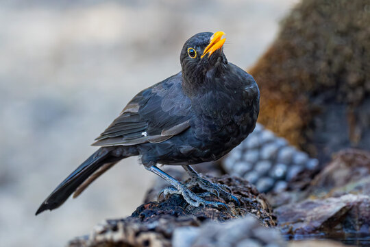 A Eurasian blackbird faces the camera while singing, beak open in full song. Captured mid-note, this wild moment reflects nature&rsquo;s morning voice and raw bird behavior.
