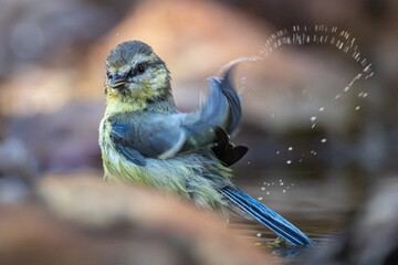 Great tit bathing in a birdbath, water droplets flying as it shakes its feathers in a lively moment of nature. © Juan