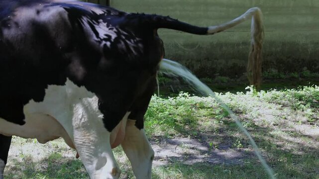 Captivating Moments of a Black and White Cow Urinating in a Lush Grassy Area, Showcasing the Calmness of Nature and Farm Life