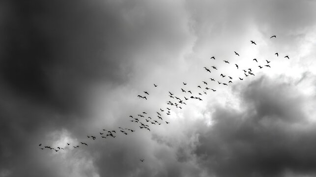 Bird migration across cloudy sky environmental concept cinematic black and white fall theme