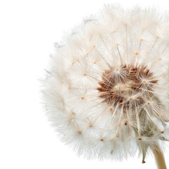 Close-up of dandelion seed head, outdoor, blurred background, nature photography, for website or greeting card