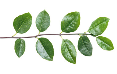 Obraz premium Fresh green branch of Salal Gault on transparent background, png