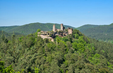 Fototapeta premium Burgenmassiv Altdahn, Germany: A view of the medieval castle ruins perched on a forested hill within the Palatinate Forest under a clear blue sky.