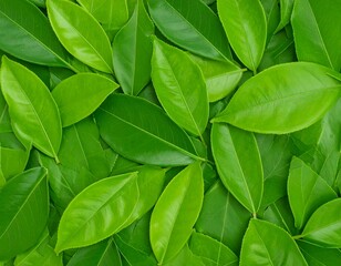 Lush green foliage, vibrant leaves densely packed