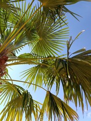 Fototapeta premium coconut palm tree