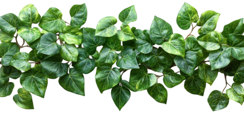 Vibrant green heart shaped leaves of a tropical vine cascading downwards isolated on transparent background