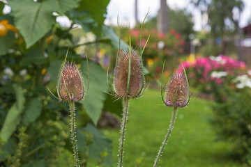A thistle that has sharp thorns and a garden in the background