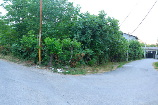 Wide street corner in a quiet residential area where dense shrubs and small trees crowd the verge beside a pale asphalt road. Utility pole and wires trace the turn while low evening light softens