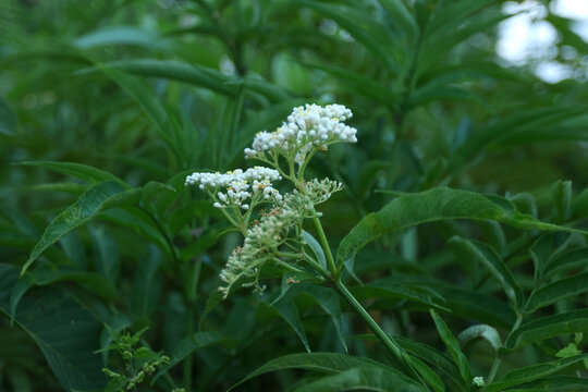 Wild inflorescence with tiny white blossoms forms a loose corymb rising above glossy compound leaves. The small flowers exhibit minute stamens and creamy centers, visited by fine insects not visible