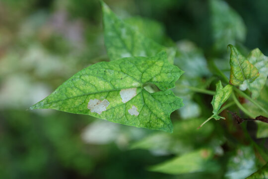 Macro view of a triangular green leaf showing pale, irregular patches and a network of visible veins. Surface granulation and minor edge curling point to environmental stress or fungal spotting.