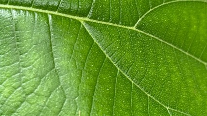 A macro view of intricate veins showcases the vibrant texture of a green leaf