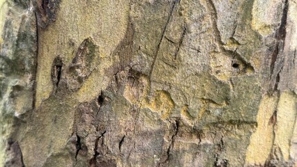 Close up reveals patterns and textures on the bark of a sycamore tree