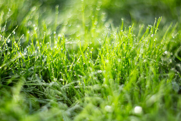 The dewcovered grass glistens in the morning light, creating a beautiful scene